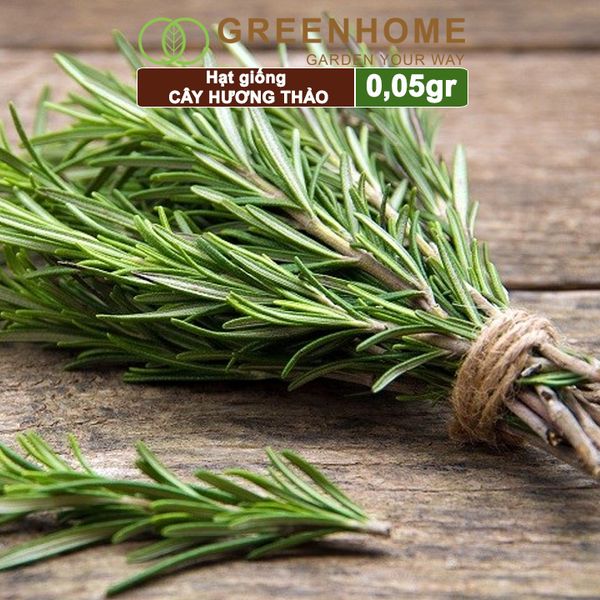 Hạt giống Cây hương thảo, rosemary, gói 0,05gr, dễ trồng, thu hoạch quanh năm G06