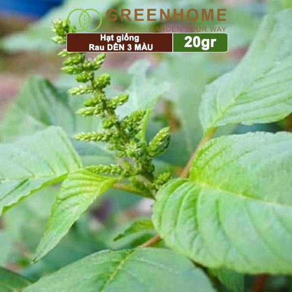 Hạt giống Rau Dền