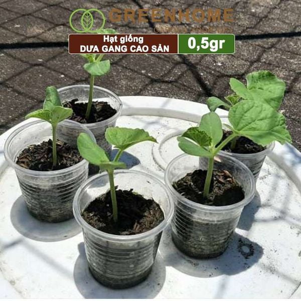 Hạt giống Dưa gang Greenhome, gói 0,5gr, trái dài, thơm, ngon, trồng quanh năm T04