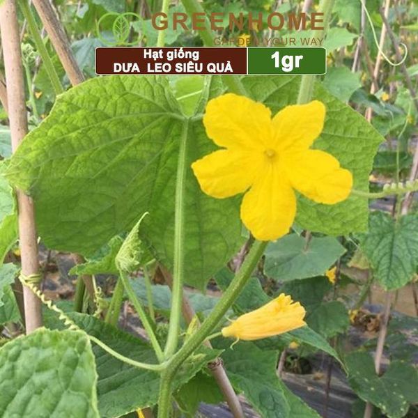 Hạt giống Dưa leo