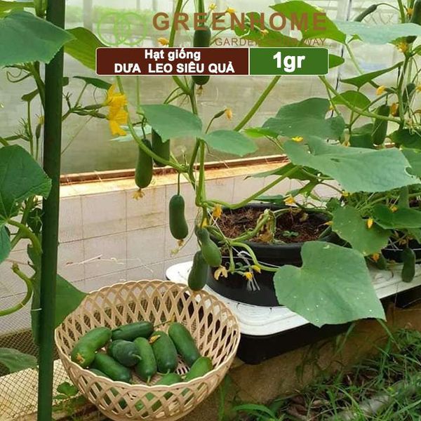 Hạt giống Dưa leo