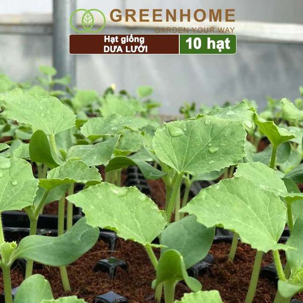 Hạt giống Dưa lưới ruột vàng