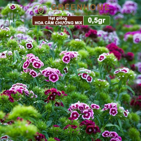 Hạt giống hoa Cẩm chướng