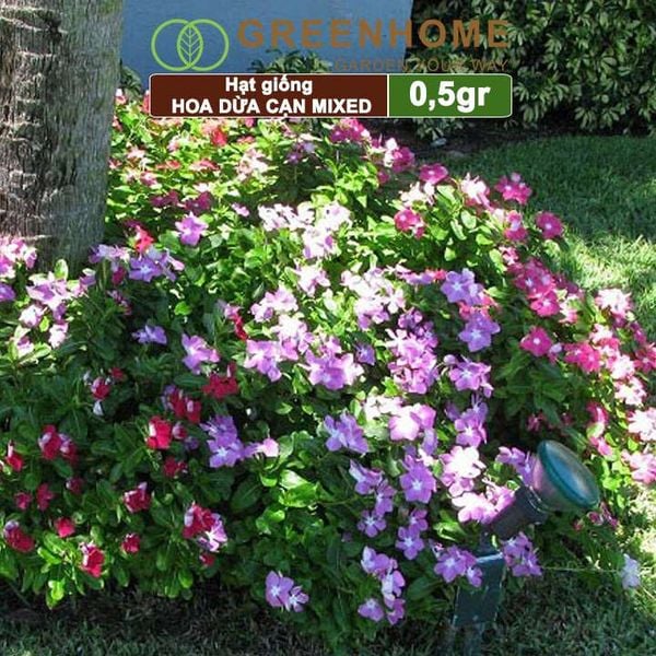 Hạt giống Hoa Dừa Cạn đứng Greenhome, gói 0,5gr, nhiều màu, thích hợp trồng sân vườn, chậu H09