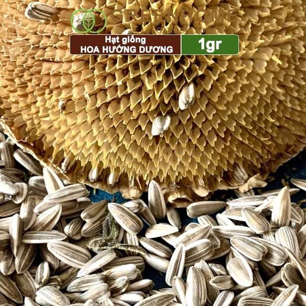 Hạt giống hoa Hướng dương