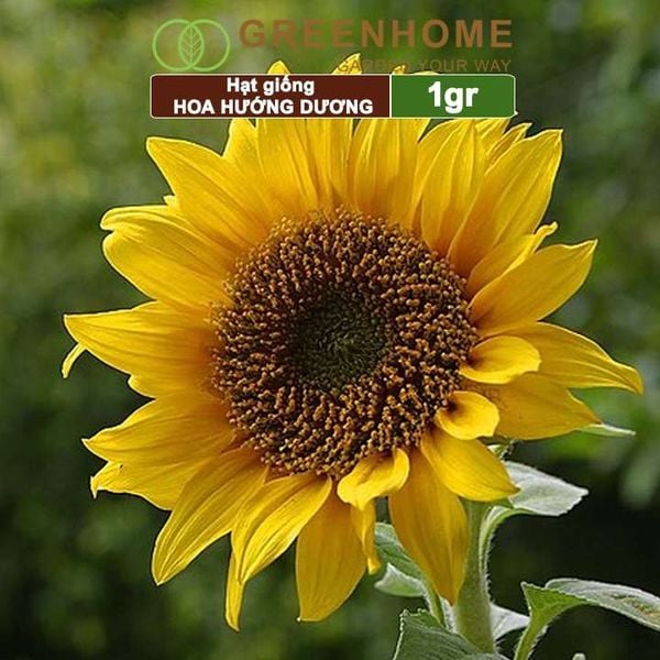 Hạt giống hoa Hướng dương