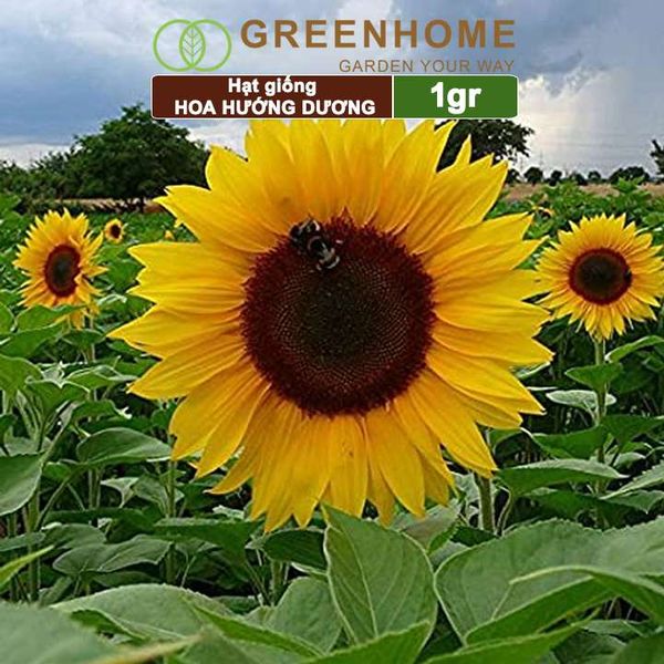 Hạt giống hoa Hướng dương