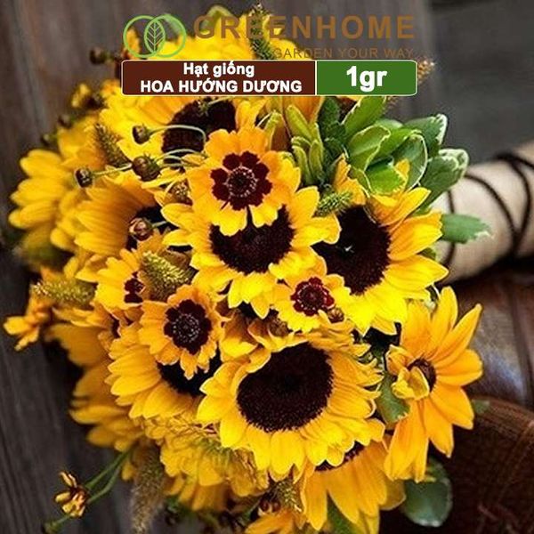 Hạt giống hoa Hướng dương
