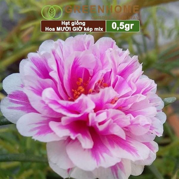 Hạt giống hoa Mười Giờ