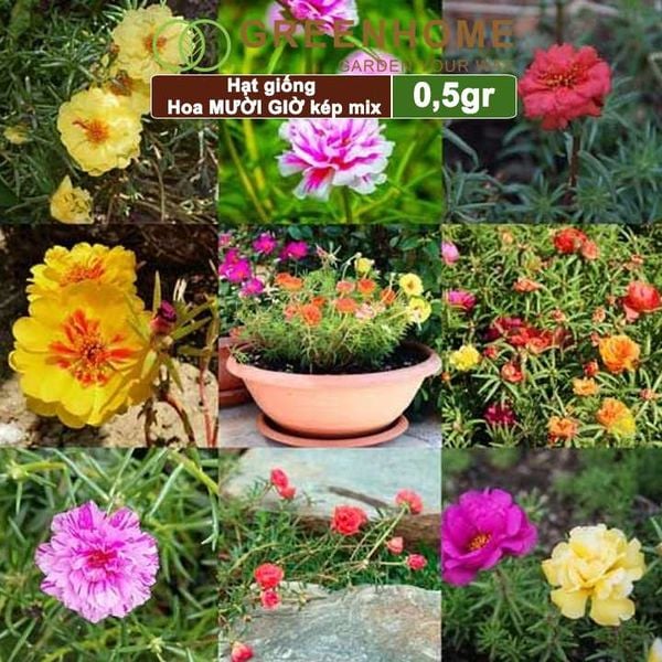 Hạt giống hoa Mười Giờ