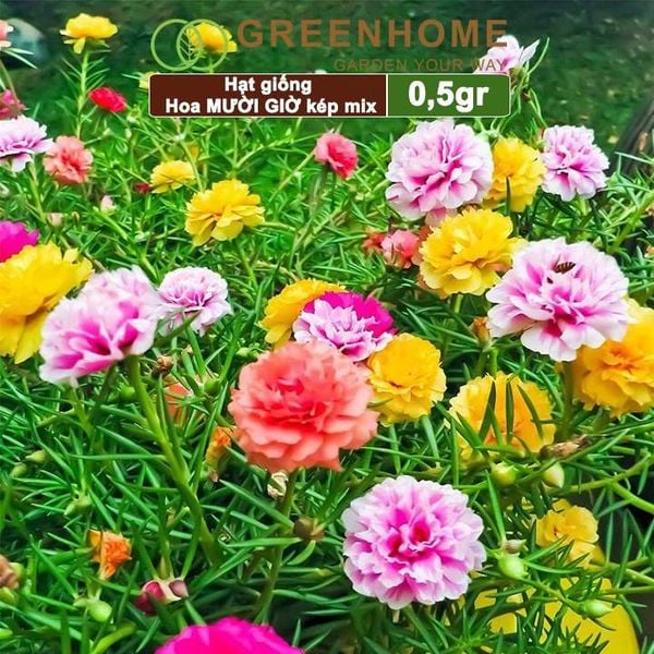 Hạt giống hoa Mười Giờ