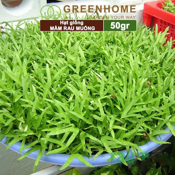 Hạt giống Mầm rau muống