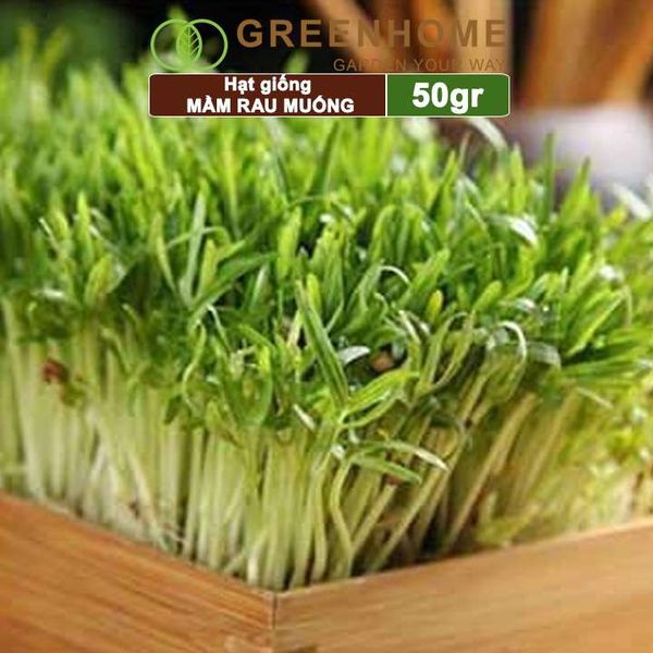Hạt giống Mầm rau muống