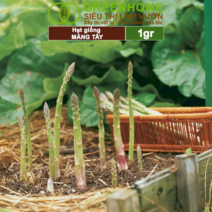 Hạt Giống Măng Tây Xanh Greenhome, Gói 1gr, Dễ Trồng Quanh Năm, Nảy Mầm Cao, Thu Hoạch Nhanh, Năng Suất Cao T19