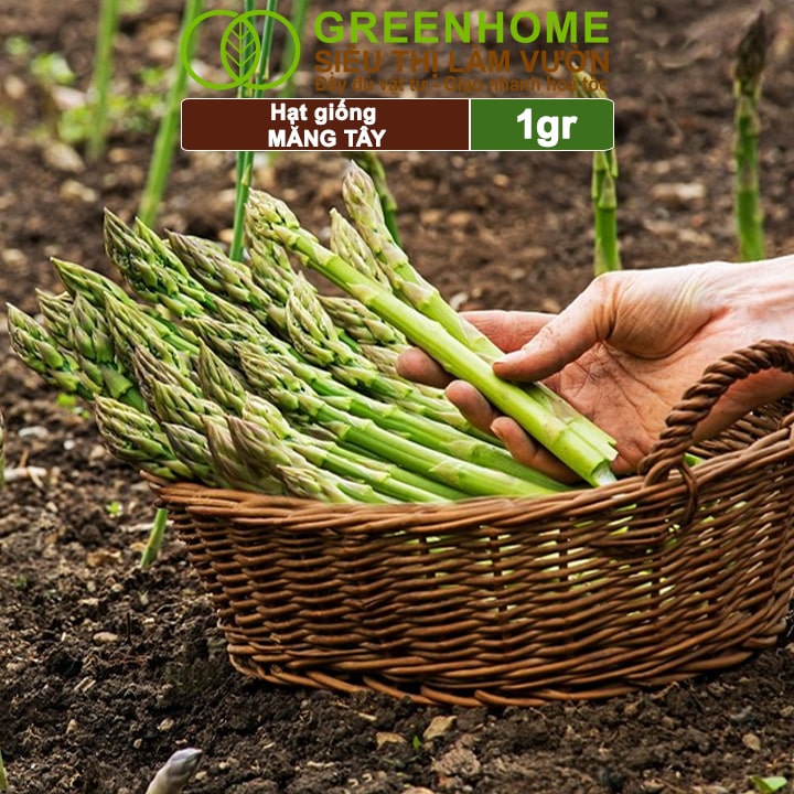 Hạt Giống Măng Tây Xanh Greenhome, Gói 1gr, Dễ Trồng Quanh Năm, Nảy Mầm Cao, Thu Hoạch Nhanh, Năng Suất Cao T19