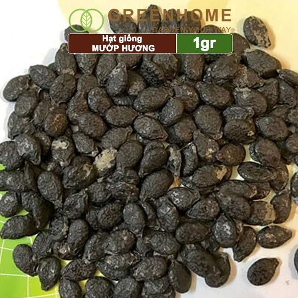 Hạt giống Mướp hương