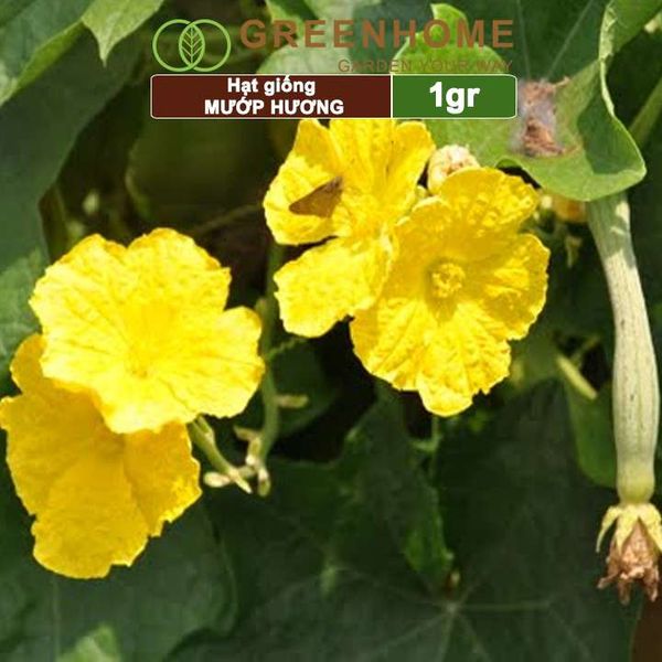 Hạt giống Mướp hương