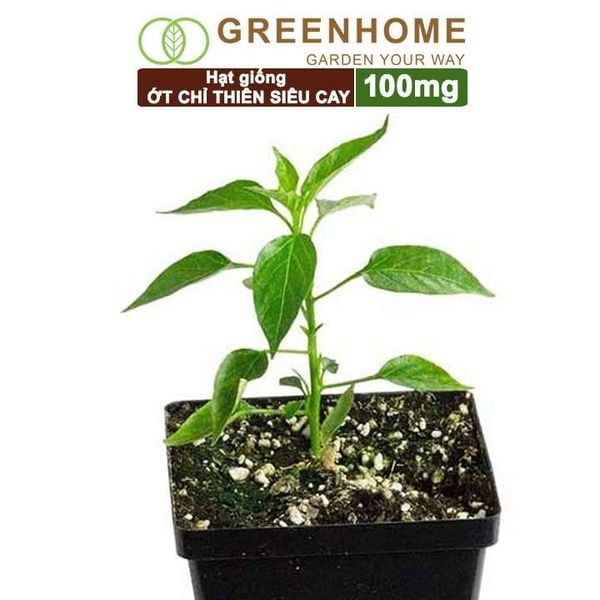 Hạt giống Ớt chỉ thiên
