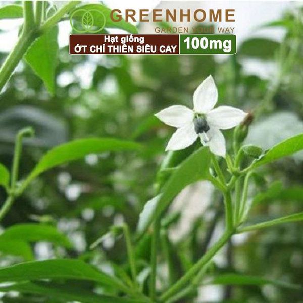 Hạt giống Ớt chỉ thiên