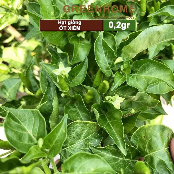 Hạt giống Ớt xiêm, gói 0,2gr, dễ trồng, sai trái, siêu cay G09 |Greenhome