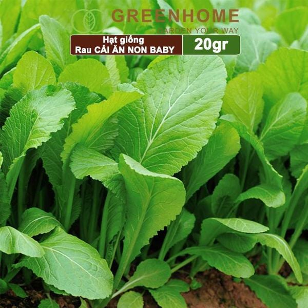 Hạt giống rau Cải ăn non baby, gói 20g, dễ trồng, thu hoạch nhanh R05 |Greenhome