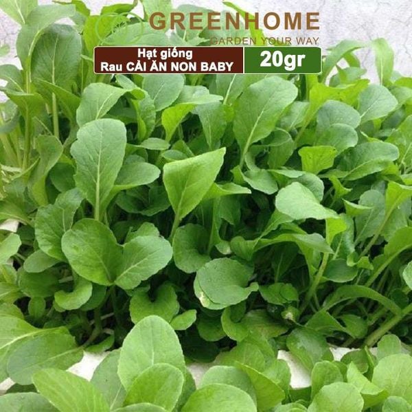 Hạt giống rau Cải ăn non baby, gói 20g, dễ trồng, thu hoạch nhanh R05 |Greenhome