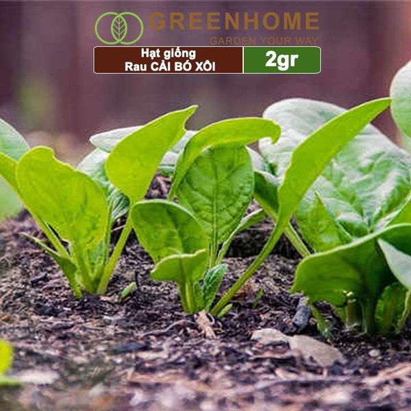Hạt giống rau Cải bó xôi