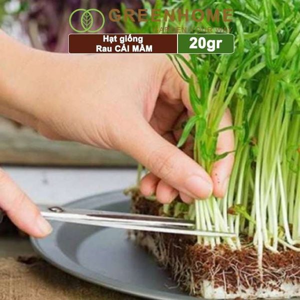Hạt giống rau Cải mầm
