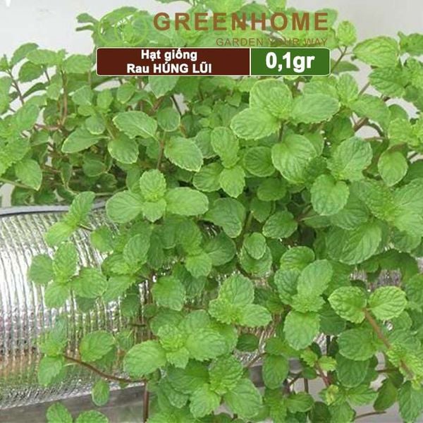 Hạt giống rau Bạc hà âu, húng lũi, gói 0,1g, dễ trồng, thu hoạch nhanh G02