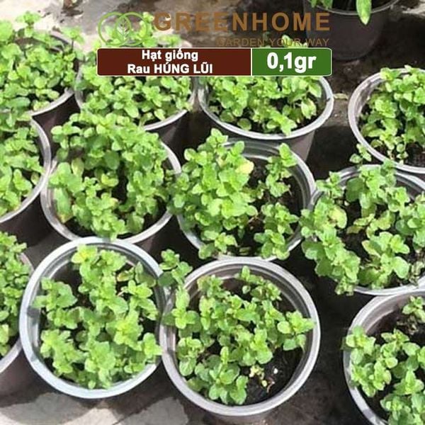 Hạt giống rau Bạc hà âu, húng lũi, gói 0,1g, dễ trồng, thu hoạch nhanh G02