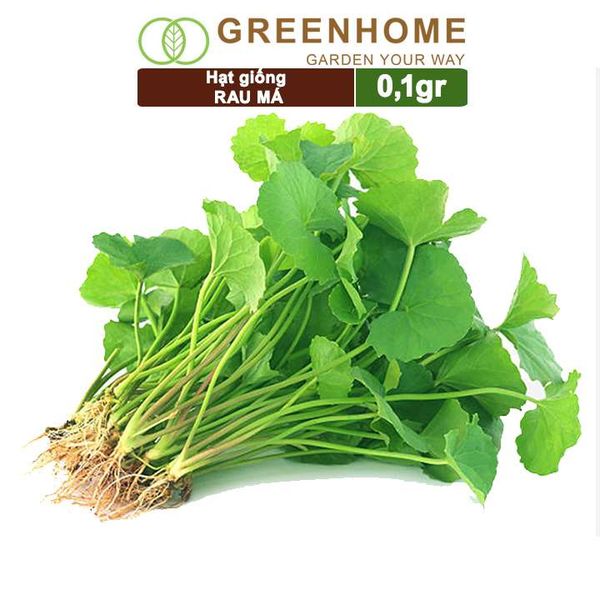 Hạt giống rau Má