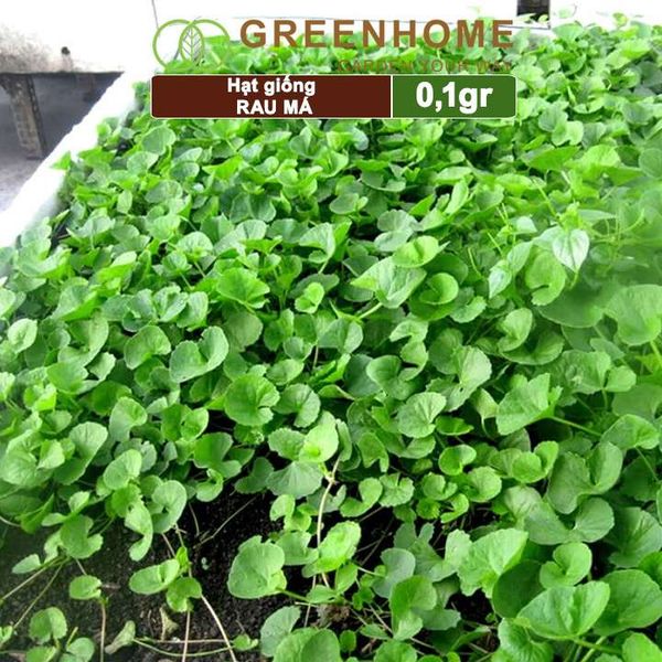 Hạt giống rau Má