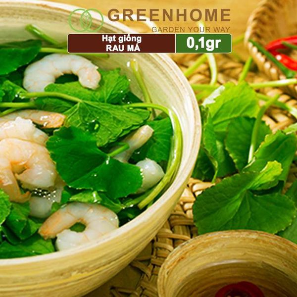 Hạt giống rau Má