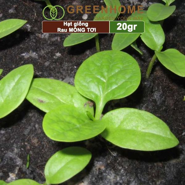 Hạt giống rau Mồng tơi