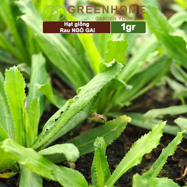 Hạt giống rau Ngò gai