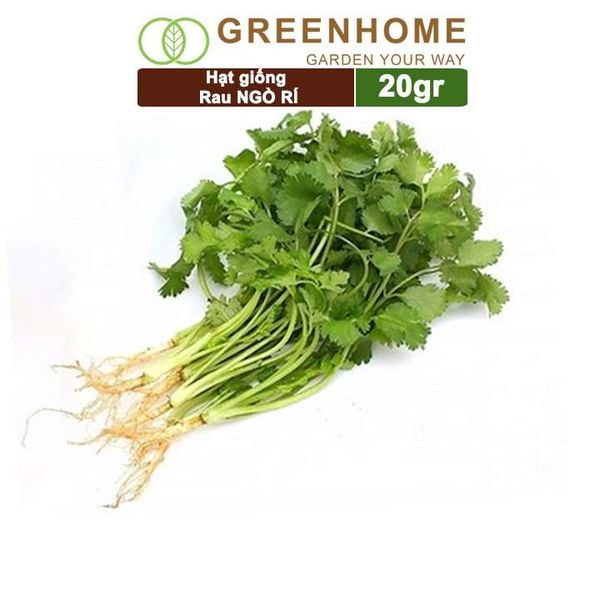 Hạt giống rau Ngò rí