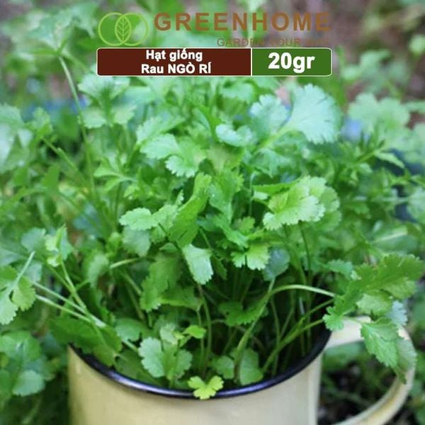Hạt giống rau Ngò rí
