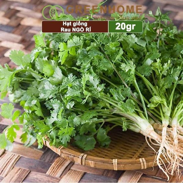 Hạt giống rau Ngò rí
