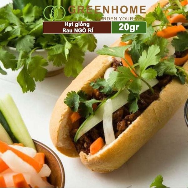 Hạt giống rau Ngò rí