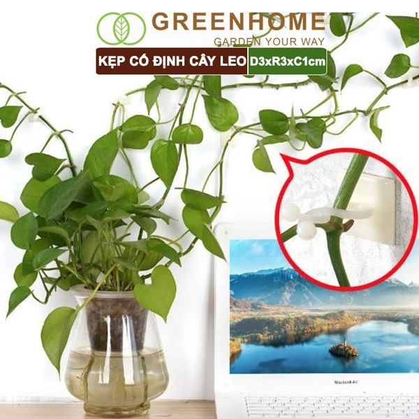 Kẹp cố định cây dây leo Greenhome, D3xR3cm, gắn tường tiện lợi, dễ dàng lắp đặt, tiết kiệm không gian