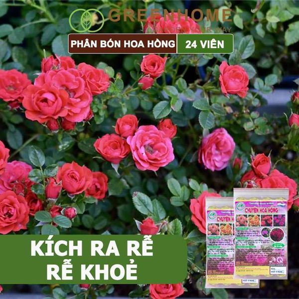 Phân bón chuyên hoa hồng, gói 24 viên, kích rễ, ra nhiều hoa, màu sắc đẹp