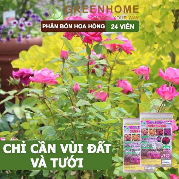 Phân bón chuyên hoa hồng, gói 24 viên, kích rễ, ra nhiều hoa, màu sắc đẹp
