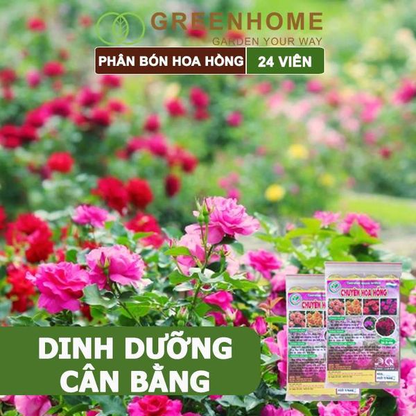 Phân bón chuyên hoa hồng, gói 24 viên, kích rễ, ra nhiều hoa, màu sắc đẹp