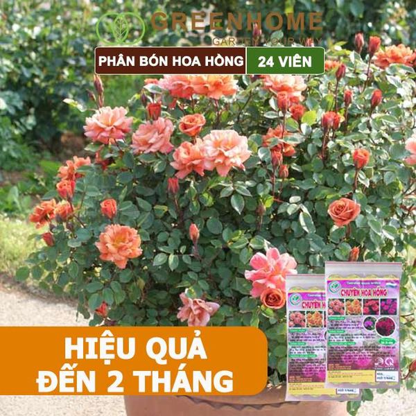 Phân bón chuyên hoa hồng, gói 24 viên, kích rễ, ra nhiều hoa, màu sắc đẹp