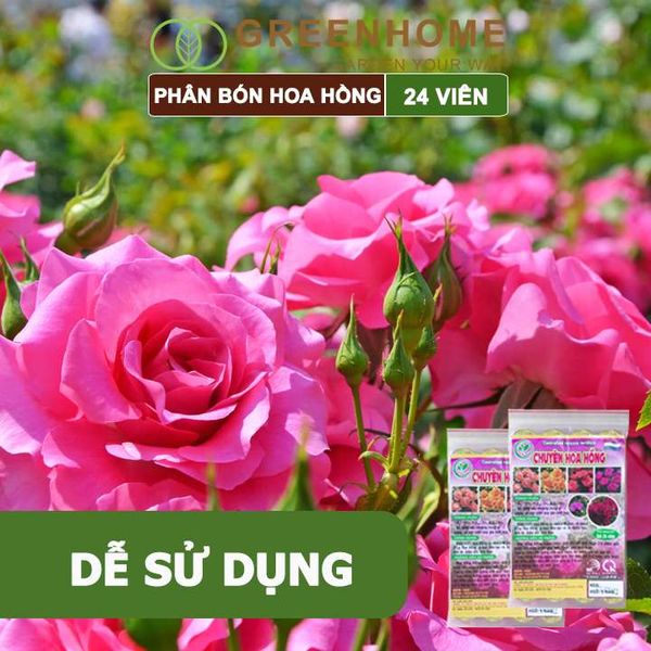 Phân bón chuyên hoa hồng, gói 24 viên, kích rễ, ra nhiều hoa, màu sắc đẹp