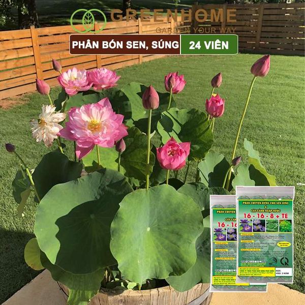 Phân bón hoa Sen, vỉ 24 viên, cây thuỷ sinh, ngập nước, cho hoa to, hoa đậm màu, lâu tàn, tốt lá |Greenhome