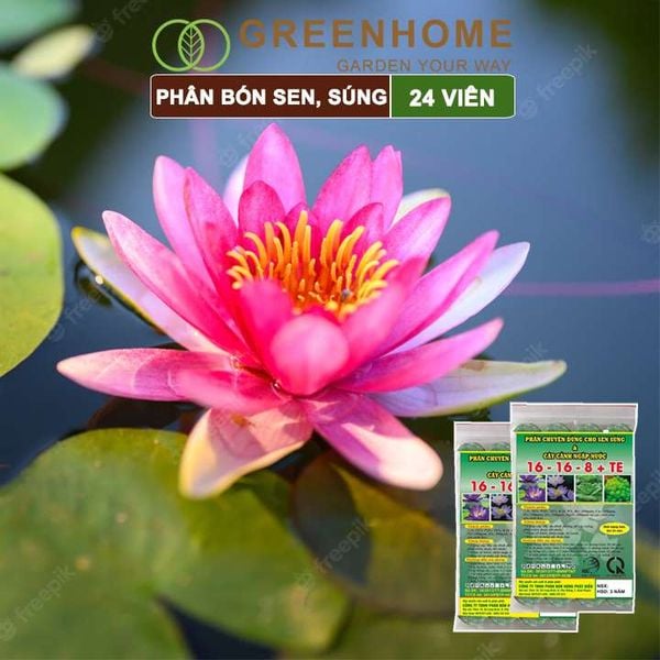 Phân bón hoa Sen, vỉ 24 viên, cây thuỷ sinh, ngập nước, cho hoa to, hoa đậm màu, lâu tàn, tốt lá |Greenhome