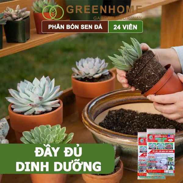 Phân bón sen đá, gói 24 viên, dùng cho xương rồng, cây mọng nước, kích rễ, lên màu chuẩn