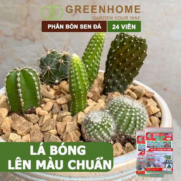 Phân bón sen đá, gói 24 viên, dùng cho xương rồng, cây mọng nước, kích rễ, lên màu chuẩn