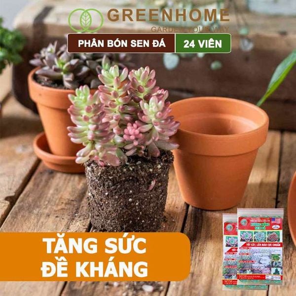 Phân bón sen đá, gói 24 viên, dùng cho xương rồng, cây mọng nước, kích rễ, lên màu chuẩn